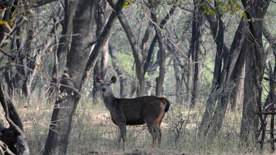 Sukhna Wildlife Sanctuary in Chandigarh has been closed for public for three months in view of the rainy and wildlife breeding seasons. (HT)