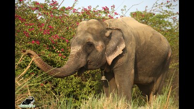 The 39-year-old elephant named Rosie, who was rescued from Bhadohi, enjoying a walk around the Wildlife SOS Elephant Hospital campus in Mathura. (Sourced) The 39-year-old elephant named Rosie, who was rescued from Bhadohi, enjoying a walk around the Wildlife SOS Elephant Hospital campus in Mathura. (Sourced)