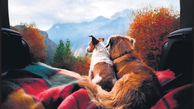 dogs camping in the car. Nova Scotia Duck Tolling Retriever and Jack Russell Terrier in the luggage compartment. Pets on vacation. (Shutterstock) dogs camping in the car. Nova Scotia Duck Tolling Retriever and Jack Russell Terrier in the luggage compartment. Pets on vacation. (Shutterstock)