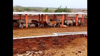 Cows at an adopted government cow shelter in Prayagraj. (HT photo) Cows at an adopted government cow shelter in Prayagraj. (HT photo)