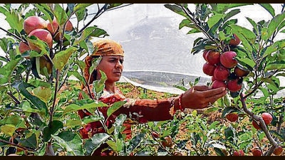 In 2021, Himachal Pradesh produced over 3.43 crore boxes, the highest production over the last five years. The previous record of 3.88 crore boxes was set in 2015. (HT File Photo)