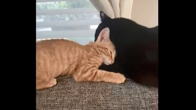 The image, taken from the Reddit video, shows the cat siblings cuddling with each other. (Reddit/@abrunk2)