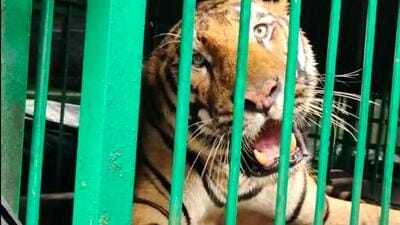 The tigress which was captured. (HT PHOTO) The tigress which was captured. (HT PHOTO)