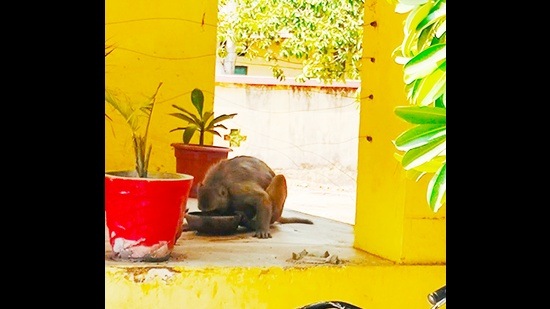 A monkey drinking water at the National Savings Department’s Mainpuri office (HT Photo)