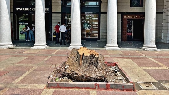 The tree is in the A block of Delhi's Connaught Place, located in the heart of the national capital. The tree is in the A block of Delhi's Connaught Place, located in the heart of the national capital.