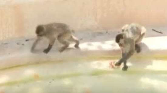Japanese monkeys at the Bioparco di Roma Zoo are being given frozen fruits to cope up with the heatwave.&nbsp;(AFP screengrab)