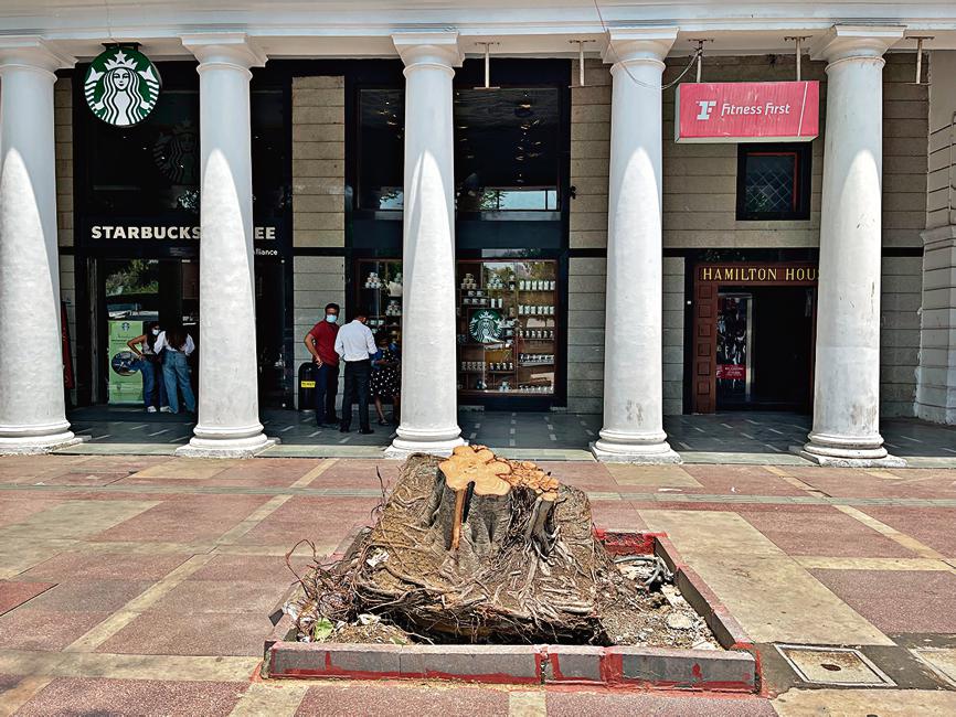 The tree is in the A block of Delhi's Connaught Place, located in the heart of the national capital. The tree is in the A block of Delhi's Connaught Place, located in the heart of the national capital.