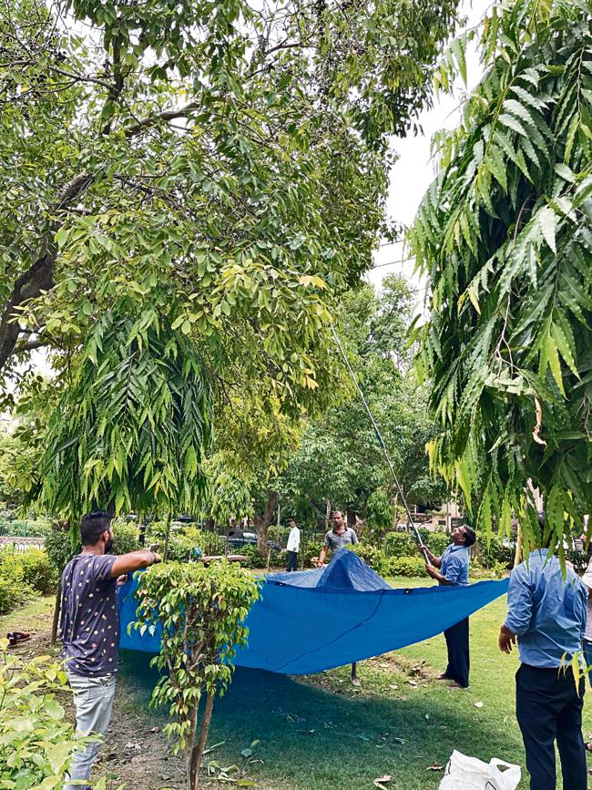 In Connaught Place, a tree, outside the N block subway, is loaded with a multitude of jamuns. In Connaught Place, a tree, outside the N block subway, is loaded with a multitude of jamuns.