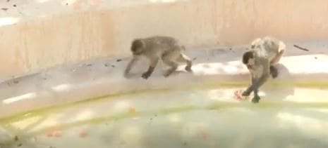 Japanese monkeys at the Bioparco di Roma Zoo are being given frozen fruits to cope up with the heatwave.&nbsp; (AFP screengrab)