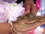 As trumpets blared and drums provided a festive beat, locals carried the alligator bride in their arms through village streets as men fanned it with their hats.