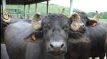 The incidents of the cattle theft were reported more among small-scale dairy farmers and in most of the incidents, the thieves overpowered the employees of dairy farms. The incidents of cattle theft have come to the fore in Ludhiana’s rural areas in the past one month. (HT File Photo) The incidents of the cattle theft were reported more among small-scale dairy farmers and in most of the incidents, the thieves overpowered the employees of dairy farms. The incidents of cattle theft have come to the fore in Ludhiana’s rural areas in the past one month. (HT File Photo)