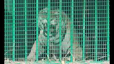 Lucknow zoo authorities have denied having any information about the man-eater tigress from Lakhimpur Kheri being brought to state capital. (Sourced) Lucknow zoo authorities have denied having any information about the man-eater tigress from Lakhimpur Kheri being brought to state capital. (Sourced)