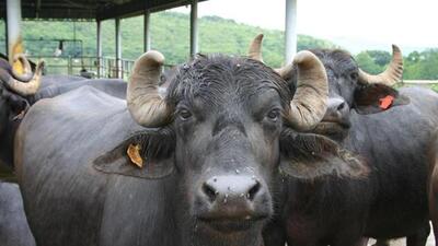 The incidents of the cattle theft were reported more among small-scale dairy farmers and in most of the incidents, the thieves overpowered the employees of dairy farms. The incidents of cattle theft have come to the fore in Ludhiana’s rural areas in the past one month. (HT File Photo)