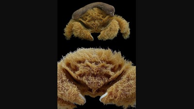 The image shows the unique ‘fluffy’ crab looks like a stuffed toy. (Facebook/@WA Museum Collections and Research)