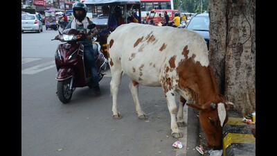 A stray bull on main road of Prayagraj on Friday. (HT photo) A stray bull on main road of Prayagraj on Friday. (HT photo)
