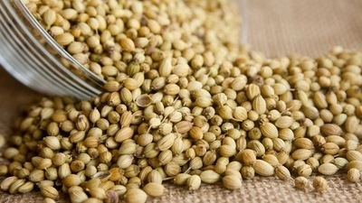 Coriander seeds: Dhania or coriander is a great cholesterol lowering agent. Its seeds contain vitamins like folic acid, Vitamin A, C and beta-carotene. (Pixabay) Coriander seeds: Dhania or coriander is a great cholesterol lowering agent. Its seeds contain vitamins like folic acid, Vitamin A, C and beta-carotene. (Pixabay)