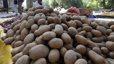 Owing to the ready sale it met in the Poona and Bombay markets, and the large profits it yielded, the cultivation of potatoes increased considerably, having in some instances entirely superseded that of sugarcane. (REPRESENTATIVE PHOTO) Owing to the ready sale it met in the Poona and Bombay markets, and the large profits it yielded, the cultivation of potatoes increased considerably, having in some instances entirely superseded that of sugarcane. (REPRESENTATIVE PHOTO)