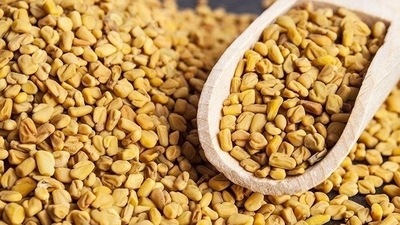 Fenugreek seeds: They have great medicinal properties and are high in vitamins, great for diabetics and effective in lowering cholesterol. (Pinterest) Fenugreek seeds: They have great medicinal properties and are high in vitamins, great for diabetics and effective in lowering cholesterol. (Pinterest)