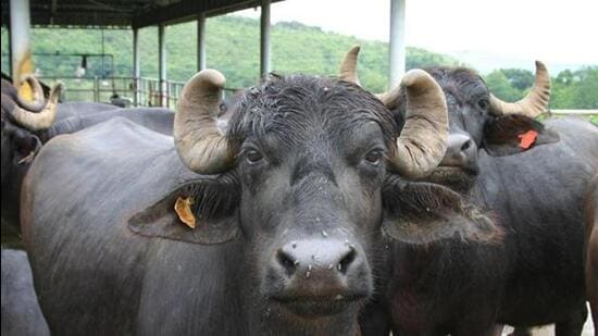 The incidents of the cattle theft were reported more among small-scale dairy farmers and in most of the incidents, the thieves overpowered the employees of dairy farms. The incidents of cattle theft have come to the fore in Ludhiana’s rural areas in the past one month. (HT File Photo) The incidents of the cattle theft were reported more among small-scale dairy farmers and in most of the incidents, the thieves overpowered the employees of dairy farms. The incidents of cattle theft have come to the fore in Ludhiana’s rural areas in the past one month. (HT File Photo)