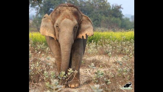 Chanchal was used as a begging elephant who survived a tragic truck collision and was later rescued by Wildlife SOS. (SOURCED)