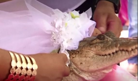 As trumpets blared and drums provided a festive beat, locals carried the alligator bride in their arms through village streets as men fanned it with their hats. (Reuters screengrab)