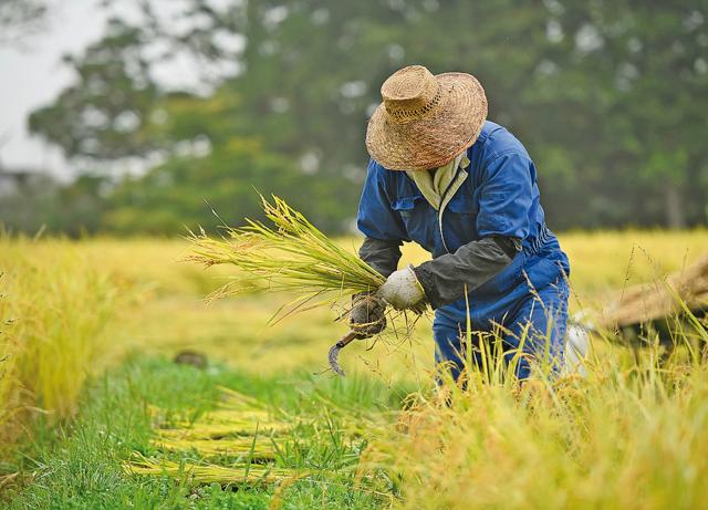 There is a view that rice was first cultivated in China: archaeologists have found evidence of rice cultivation in China dating back to 6000 BC There is a view that rice was first cultivated in China: archaeologists have found evidence of rice cultivation in China dating back to 6000 BC