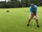 The image, taken from the viral Facebook video, shows the man playing golf with an alligator walking behind him.(Facebook/@Melissa Walsh )