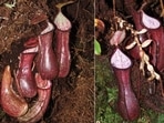 (Left) lower pitchers revealed under a moss mat (Right) lower pitchers extracted from a cavity–note achlorophyllous shoot and reduced phyllodia formed in total darkness. Photo credit: M. Dančák(M. Dančák.)