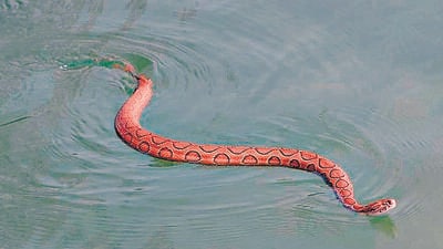 A Russell’s viper in a pond at the Vidhan Sabha complex, Chandigarh. (FILE PHOTO: SANTANSHU SHARMA)