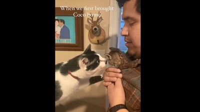 The image, taken from the viral Reddit video, showcases the human introducing his pet cat to a new kitten. (Reddit/@westcoastcdn19)
