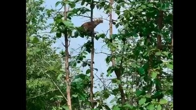The image, taken from the rare Twitter video, shows the leopard perched atop a tree ready to hunt a monkey at Panna Tiger Reserve. (Twitter/@PannaTigerResrv)