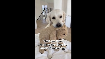 The image that shows a Golden Retriever named Lady with her stuffed toy was shared on Instagram. (Instagram/@ladyandtheblues) The image that shows a Golden Retriever named Lady with her stuffed toy was shared on Instagram. (Instagram/@ladyandtheblues)