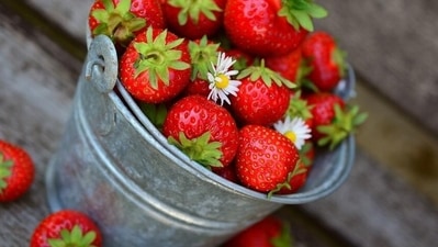 Fruits: They are rich in vitamins, minerals, and antioxidants, which should be included in every person’s diet. Although fruits have sugar, they also contain fibre, making them slower to digest and less likely to cause a sugar spike. However, one should pick safer fruits for diabetes after consultation with a health expert. (Pixabay) Fruits: They are rich in vitamins, minerals, and antioxidants, which should be included in every person’s diet. Although fruits have sugar, they also contain fibre, making them slower to digest and less likely to cause a sugar spike. However, one should pick safer fruits for diabetes after consultation with a health expert. (Pixabay)