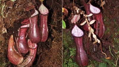 (Left) lower pitchers revealed under a moss mat (Right) lower pitchers extracted from a cavity–note achlorophyllous shoot and reduced phyllodia formed in total darkness. Photo credit: M. Dančák (M. Dančák.) (Left) lower pitchers revealed under a moss mat (Right) lower pitchers extracted from a cavity–note achlorophyllous shoot and reduced phyllodia formed in total darkness. Photo credit: M. Dančák (M. Dančák.)