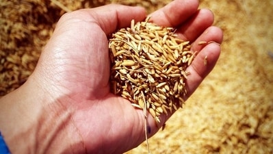 Brown rice: Rice is not really the enemy of a diabetic patient as believed by many. However, since rice has high levels of carbohydrate content and low fibre content, it is best to consume them in moderation. If you want to consume rice, it is best to consume unpolished rice or brown rice as they have fibre which is otherwise minimal in polished rice. (Pixabay) Brown rice: Rice is not really the enemy of a diabetic patient as believed by many. However, since rice has high levels of carbohydrate content and low fibre content, it is best to consume them in moderation. If you want to consume rice, it is best to consume unpolished rice or brown rice as they have fibre which is otherwise minimal in polished rice. (Pixabay)