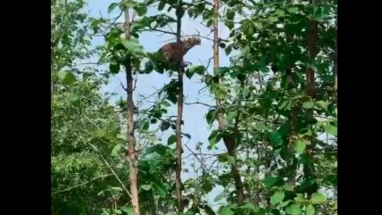 The image, taken from the rare Twitter video, shows the leopard perched atop a tree ready to hunt a monkey at Panna Tiger Reserve. (Twitter/@PannaTigerResrv)