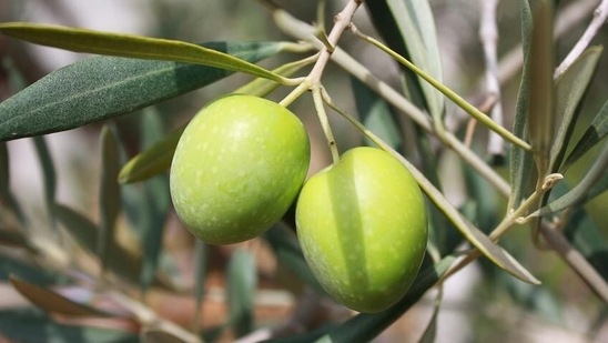 Works well for arthritis: Olives contain anti-inflammatory compounds called oleocanthal which prevent the formation of inflammatory COX-1 and COX-2 enzymes. These enzymes could lead to diseases like arthritis and type-2 diabetes.(Pixabay)