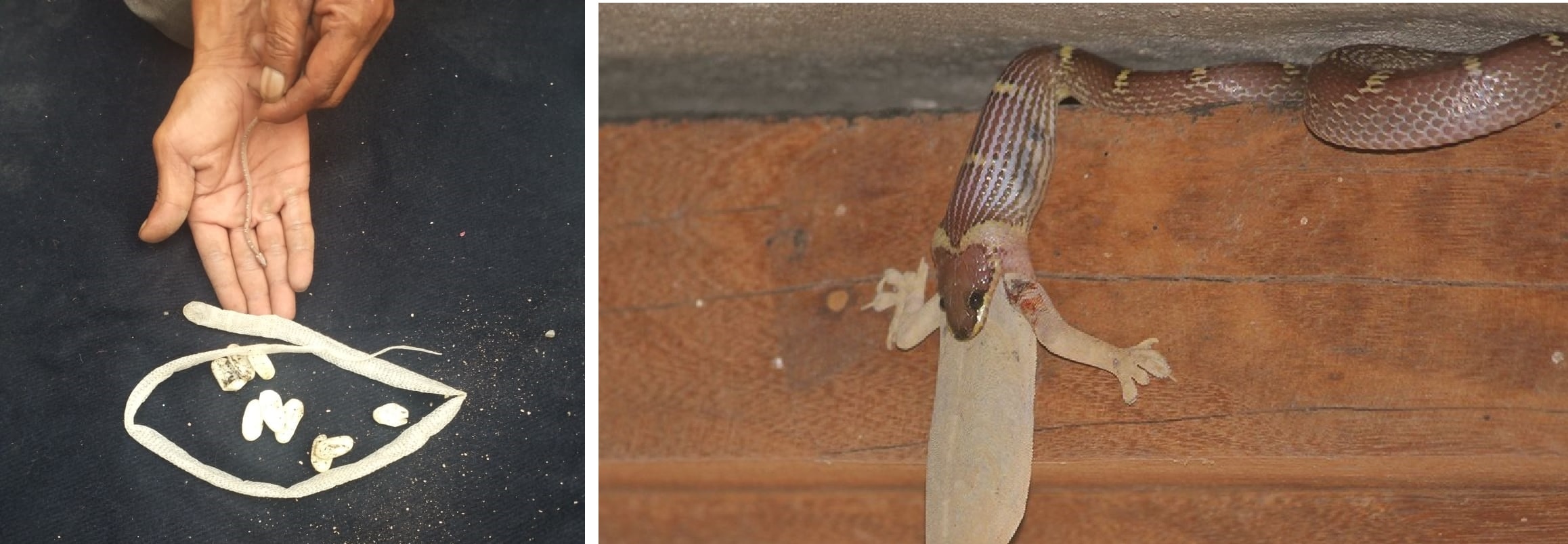 Baby Wolf snake, eggs and shed skin of the mother from a Kansal basement; (right) a Wolf snake swallows a house lizard. (PHOTOS: SALIM KHAN & RAHUL JETHI)