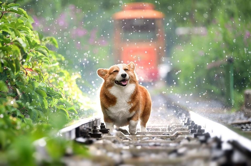 Pet parents need to be careful with the health and hygiene of their furry babies as they are at risk of several skin infections and water-borne diseases etc in the rainy season. (Pixabay) Pet parents need to be careful with the health and hygiene of their furry babies as they are at risk of several skin infections and water-borne diseases etc in the rainy season. (Pixabay)