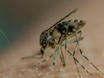 How mosquitoes seek out and feed on their hosts are important factors in how a virus circulates in nature.(AFP) How mosquitoes seek out and feed on their hosts are important factors in how a virus circulates in nature.(AFP)