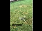 A screengrab of the video of a dog rolling around in the grass. (twin.magnolias/Instagram )