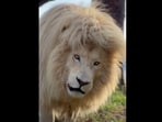 The lion walks through the forest in this video. (Instagram/@ggconservation)