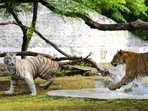 Royal Bengal tigers in a playful mood at Chhatbir Zoo, Chandigarh. Royal Bengal tigers in a playful mood at Chhatbir Zoo, Chandigarh.
