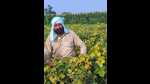 Whitefly scare: Farm experts against cultivating moong to save cotton crop in Malwa Whitefly scare: Farm experts against cultivating moong to save cotton crop in Malwa