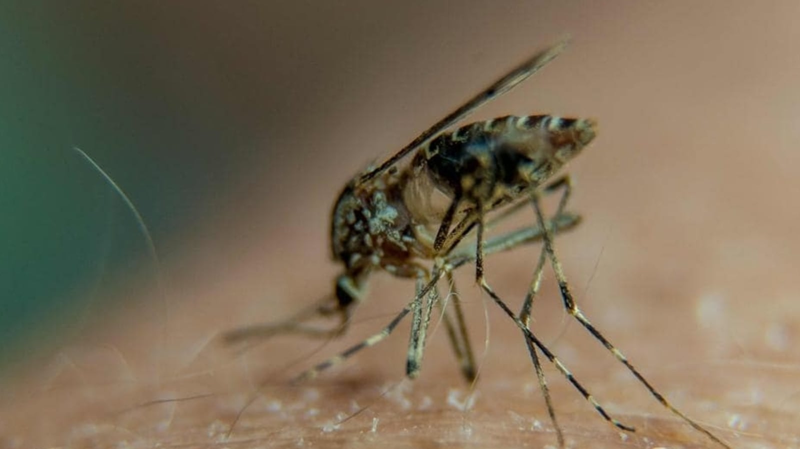 How viruses can change your scent to make you more attractive to mosquitoes: Research