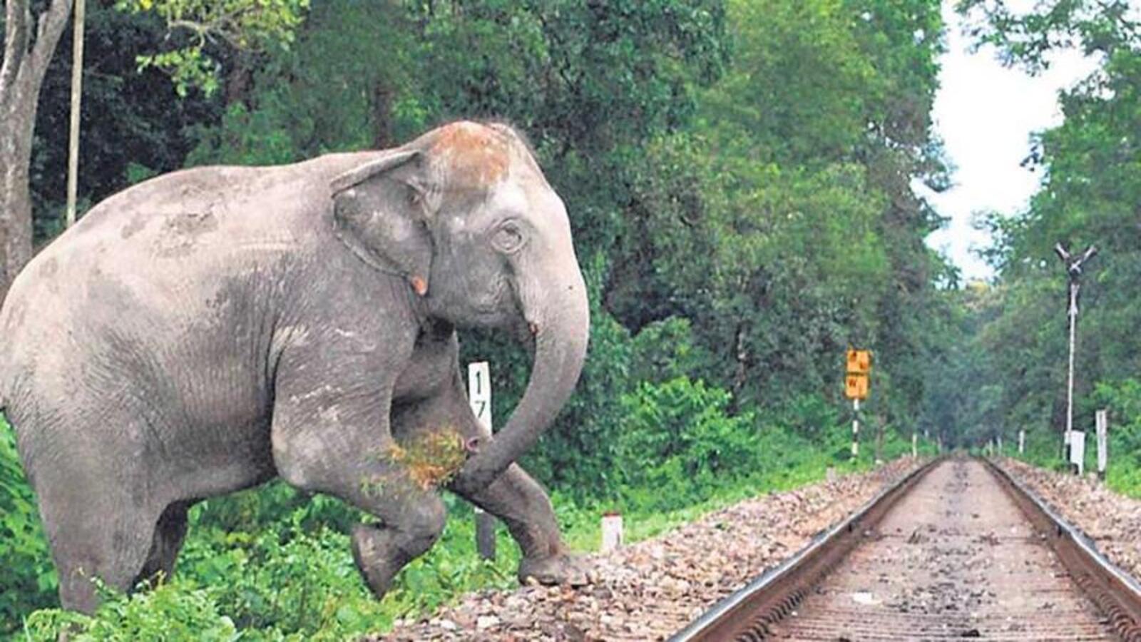 Elephants are here to stay, says forest dept; starts drafting plan to