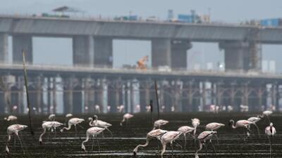 The flamingo in question has been named Humayun, after one of India’s foremost naturalists and ornithologists, Humayun Abdulali (Pratik Chorge/HT PHOTO) The flamingo in question has been named Humayun, after one of India’s foremost naturalists and ornithologists, Humayun Abdulali (Pratik Chorge/HT PHOTO)