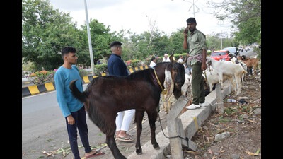 Ahead of Eid, goats have started selling for anywhere between ₹20,000 and ₹3 lakh. (In pic) Goats in Pimpri ready to be sold. (HT PHOTO) Ahead of Eid, goats have started selling for anywhere between ₹20,000 and ₹3 lakh. (In pic) Goats in Pimpri ready to be sold. (HT PHOTO)
