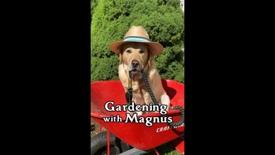 The image, taken from the video posted on Instagram, shows a dog named Magnus. The text insert on the image reads, “Gardening with Magnus.” (Instagram/@magnusthetherapydog) The image, taken from the video posted on Instagram, shows a dog named Magnus. The text insert on the image reads, “Gardening with Magnus.” (Instagram/@magnusthetherapydog)