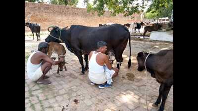 Naini jail inmates taking care of cows at the shelter. (HT Photo) Naini jail inmates taking care of cows at the shelter. (HT Photo)